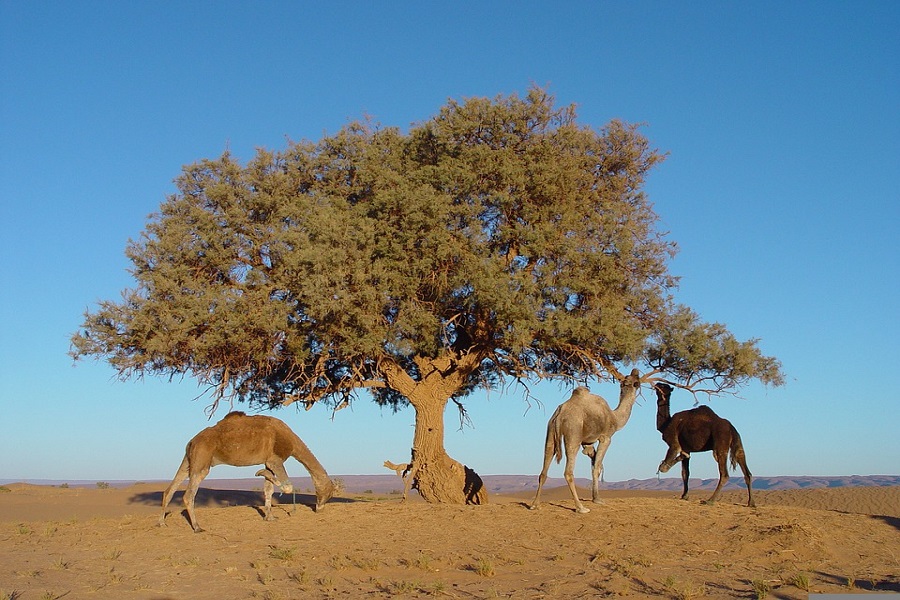 9 días desde Casablanca al desierto de Merzouga